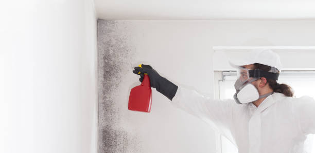 Best Certified Mold Removal  in USA